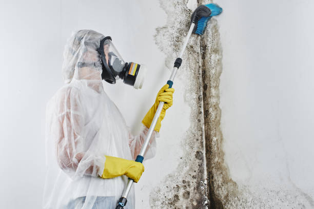 Mold Removal and Inspection in Weatherford, TX