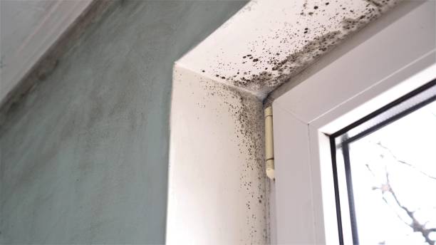 Best Affordable Mold Removal  in Weatherford, TX