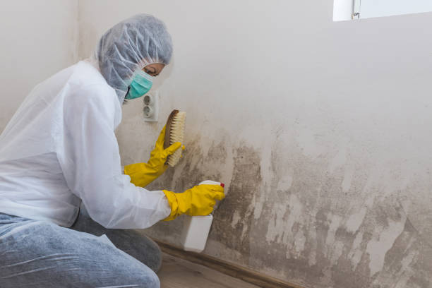 Best Fast Mold Removal  in Weatherford, TX