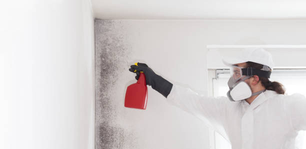 Best Mold Damage Repair  in Weatherford, TX