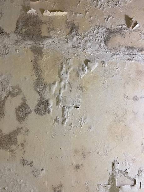 Best Mold Removal Near Me  in Weatherford, TX