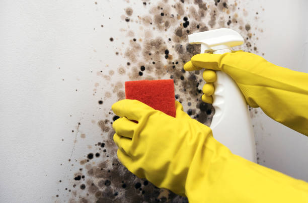 Best Certified Mold Removal  in Weatherford, TX